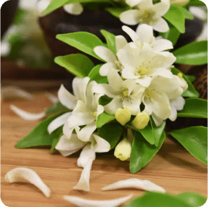 rosas brancas com folhas verdes no fundo