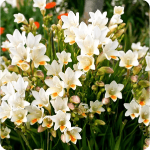 framboesa negra e flores brancas ao fundo