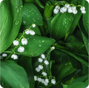 rosas brancas com folhas verdes no fundo